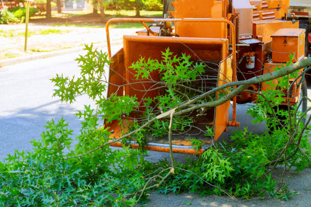 Best Tree Trimming and Pruning  in Honokaa, HI