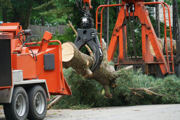 Best Tree Maintenance Programs  in Honokaa, HI